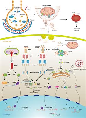 Role of released mitochondrial DNA in acute lung injury